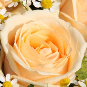 Aprikotrosehoch_Elke