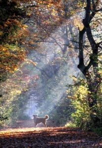 bei euren Wald Herbst Fotos  Hier meine sicht der dinge g piqsde ID 3cd8e7e709cd98b92596b57113c12dd1
